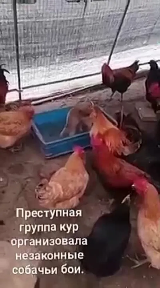 бои без правил