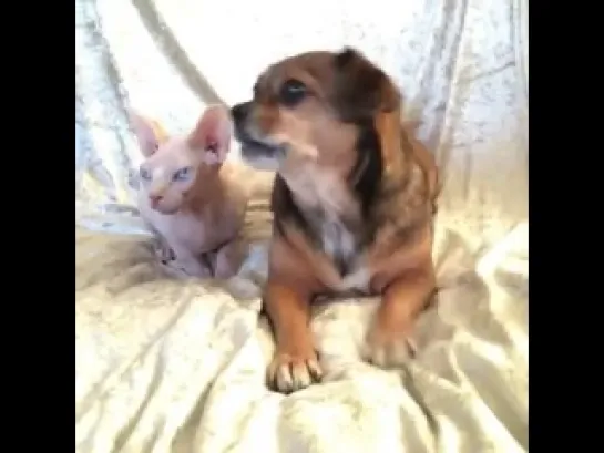 Who's your best friend? (Vine)