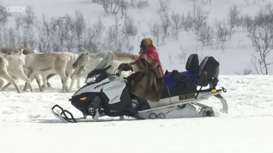 the great reindeer migration / большое путешествие с северными оленями