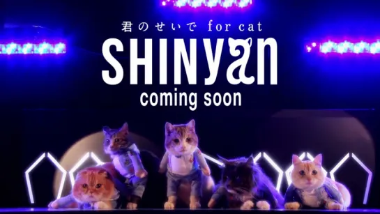 160428 SHINyan выпустили teaser「君のせいで for cat」