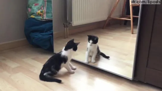 Котёнок впервые видит зеркало и дерётся со своим отражением/ Kitten vs mirror for the first time - Wiske the cat