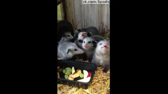 Милые детёныши опоссума едят фрукты / Adorable Baby Opossums Eating Fruit