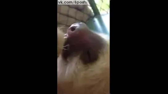 Ленивец ест бобы  и засыпает в середине процесса /  Lazy sloth falls asleep with food in her mouth