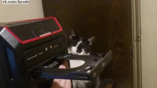 Кот удивлён работе СиДи-ром-привода/ My cat gets confused by CD-ROM