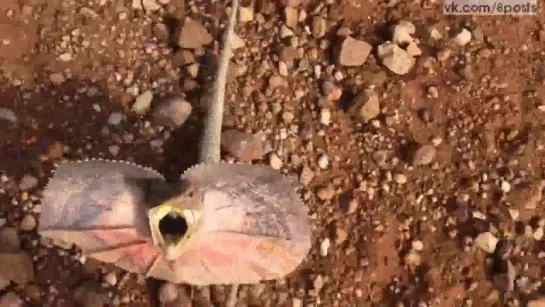 Маленькая плащеносная ящерица в Австралии нападает на парня / Frilled-Neck Lizard Attacks Man in Outback Australia