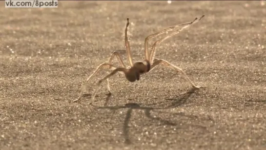 Весёлый пустынный паук кувыркается кубарем, как перекати-поле / Cartwheel Spider (Cebrennus rechenbergi)/Benny Hill Theme