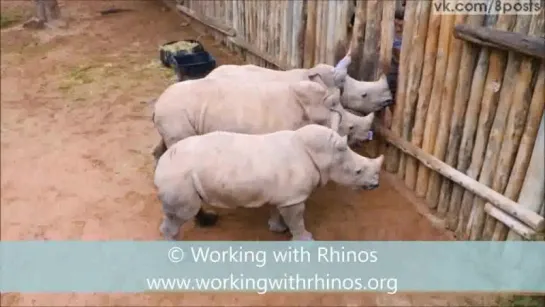 Малыши носорога кричат, потому что кончилось молоко / Baby Rhinos Cry When Their Milk Runs Out