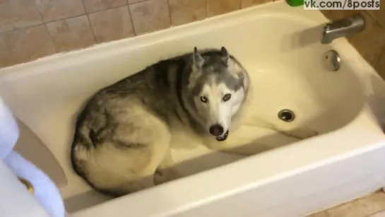 Собака хаски очень не хочет вылезать из ванны и воет / Stubborn Husky throws hilarious temper tantrum in bathtub