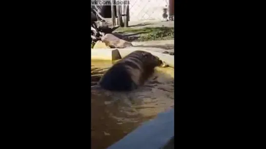 Дви бегемота помогают утёнку вылезти из воды / Two Hippos help a young duckling out of a pond in Blijdorp Zoo, The Netherlands