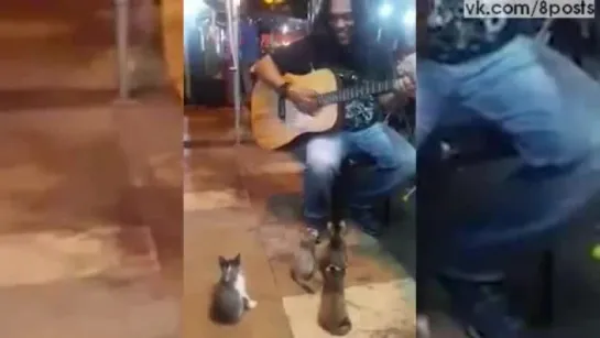 Четыре котёнка слушают уличного музыканта / Adorable video shows busker performing to group of kittens in Malaysia