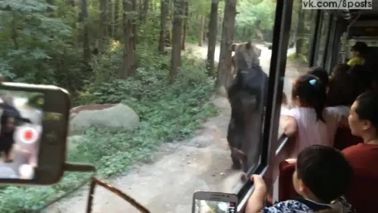 Два медведя ходят на задних лапах, выпрашивая еду / Standing Bears Entertain Tourists on Bus