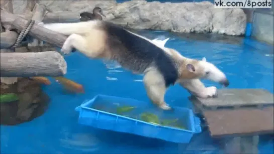 Муравьед в зоопарке пытается поесть, но не намокнуть в воде / Japan: an anteater trying to eat without getting wet