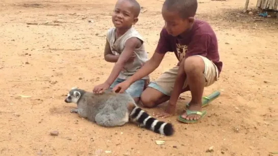 Лемур хочет, чтобы дети не прекращали его гладить / A lemur demand to be petted  by kids