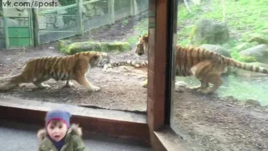 Тигр не доволен, что друг его разбудил / Dublin Zoo wake up call - tiger fight