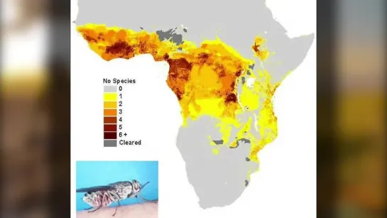 ÁFRICA SUBSAHARIANA 1 De la Prehistoria a la Época Oscura