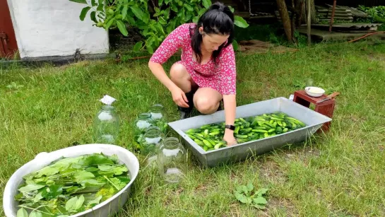 The wife collects and pickles cucumbers in glass jars for the winter.f308