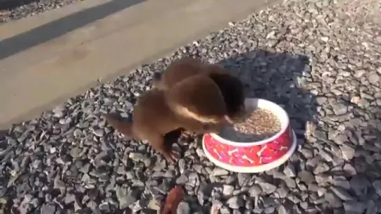 Baby Otter Talk (6 sec)