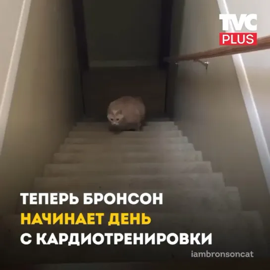 Замечательные лапки котика