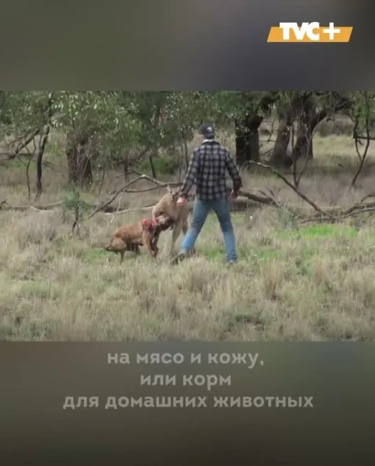 Австралия бьет тревогу из-за кенгуру, поэтому ученые придумали самый ЖЕСТОКИЙ способ спасти кенгуру