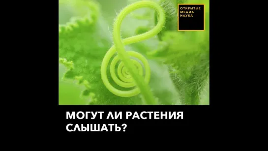 Могут ли растения слышать?