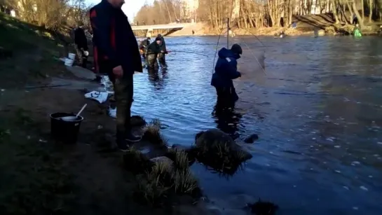 Лов корюшки на  "паука"  в Сестрорецке