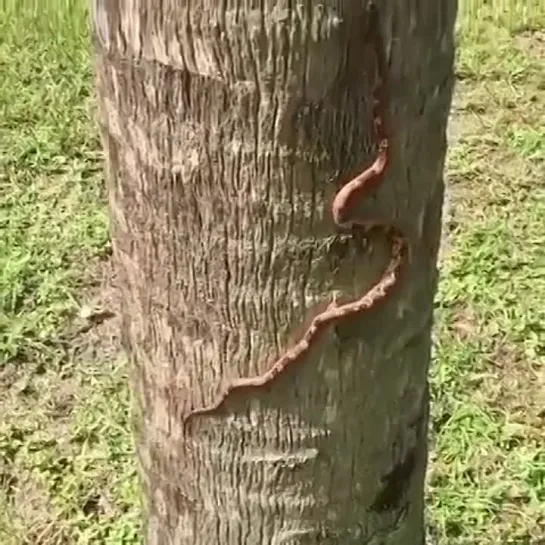 Видео от Планета