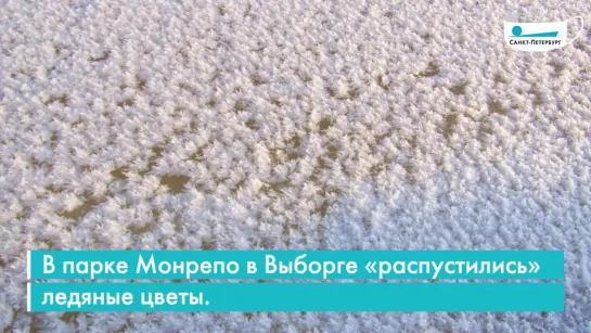 Ледяные цветы в Монрепо