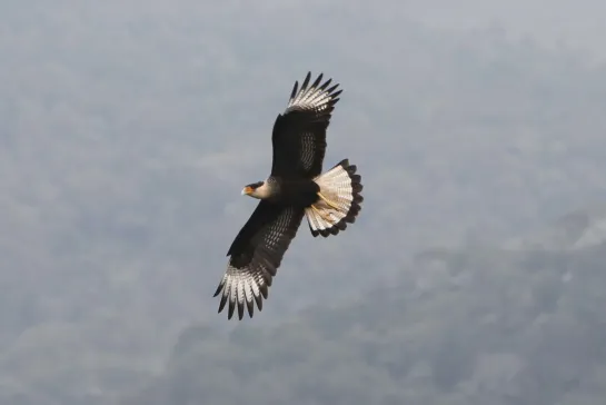 Simon & Garfunkel - «El Condor Pasa» (1970)