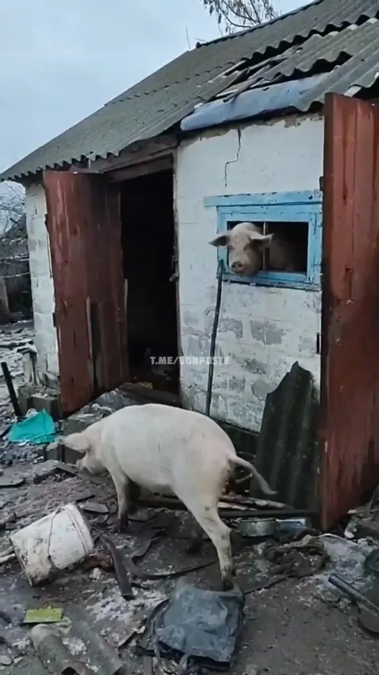 Группа ВСУ прочёсывает местность.