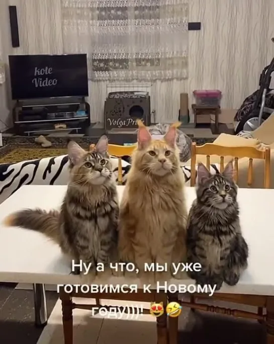 Какое обалденное трио 🐱🐱🐱