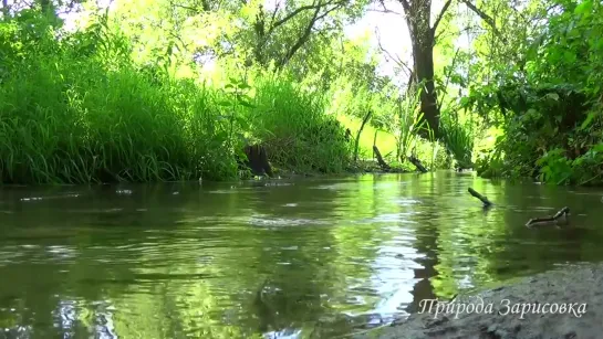 Лесной Ручей - Журчание воды со Звуками природы