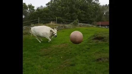 Cow Plays Fetch Just Like A Dog