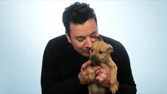 Jimmy Fallon Plays With Puppies While Answering Fan Questions [RUS SUB]