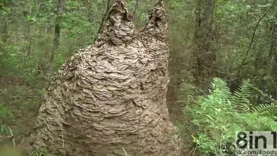 Рой из улья ос атакует камеру, Флорида / Hive of wasps attacking the camera in Florida