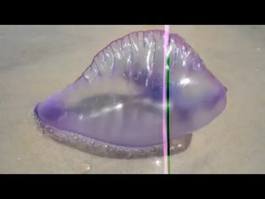 Португальский кораблик / Physalia physalis / Portuguese man o' war