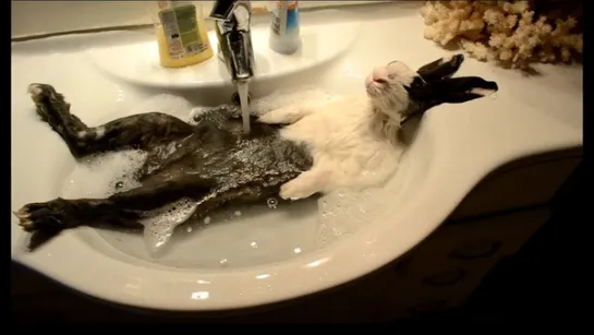 Кролик принимает ванну | Bunny takes a shower