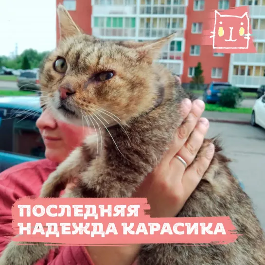 Кота Карасика нашли на берегу реки