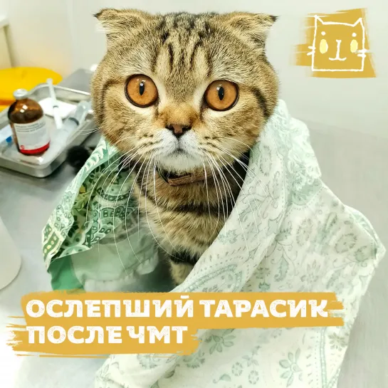 Ослепший кот Тарасик борется за жизнь