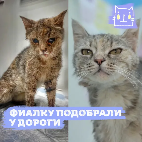 Кошечка Фиалка из Омска ищет дом