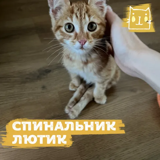 Котенок-спинальник Лютик учится ходить