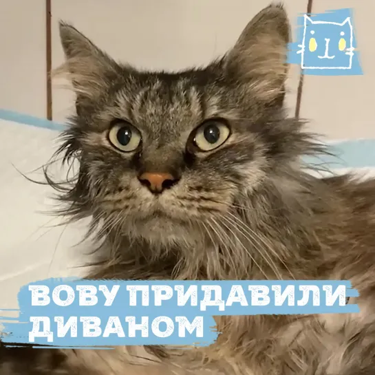 Кота Вову придавили диваном