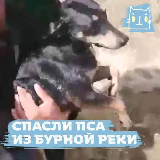 Полицейские спасли пса из бурной реки