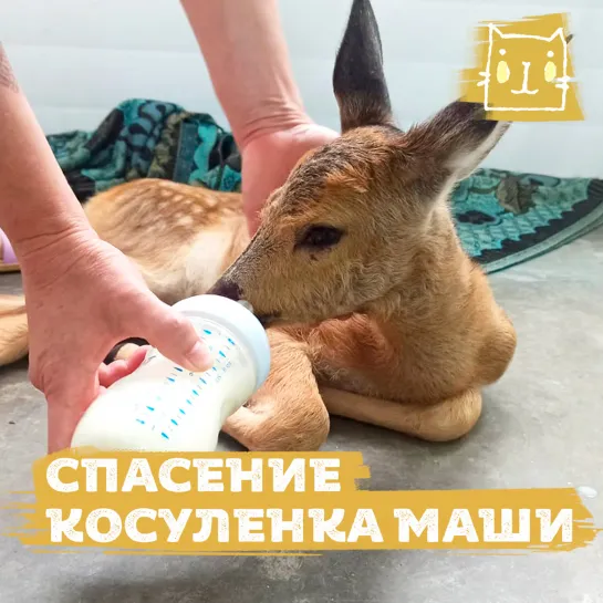 В Иркутске выхаживают косуленка Машу