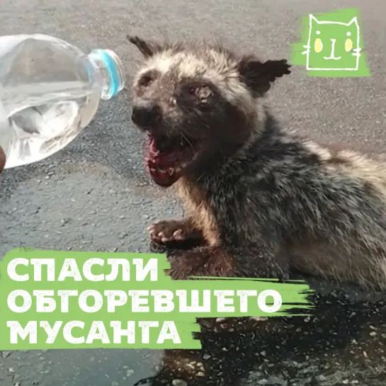 Спасение едва живого мусанга