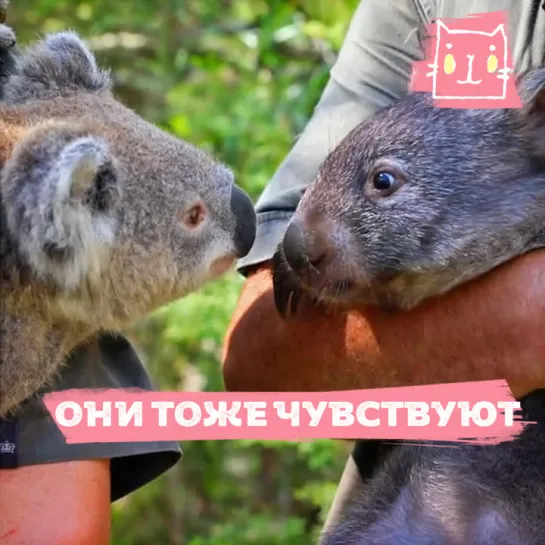 Они тоже чувствуют