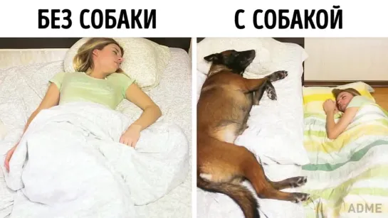 Жизнь с собакой и без нее