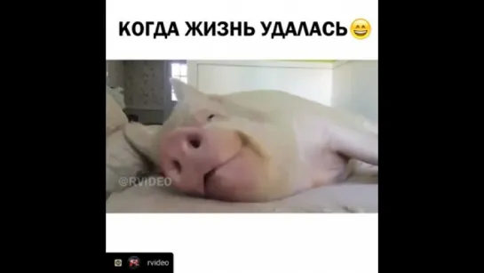 Когда Жизнь удалась ...