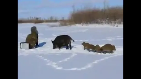 Кабаны и рыбаки - голодные времена ...