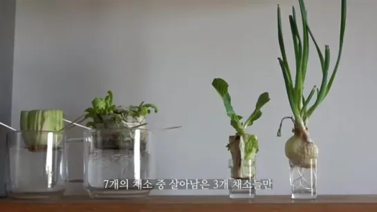 SUB) 자동 급수 ‘페트병 화분’으로 양배추, 상추, 파 기르기ㅣGrowing Vegetables with Self Watering Plant