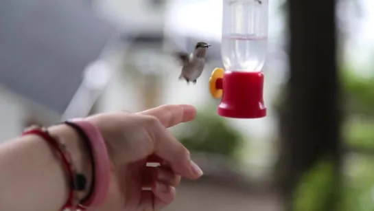 Hand Feeding A Wild Hummingbird